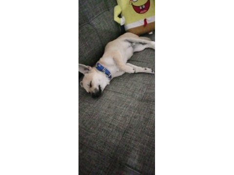 Şaban köpeğim şivava