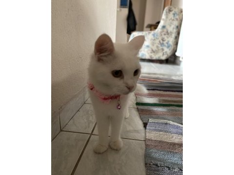 Ankara kedisi dişi