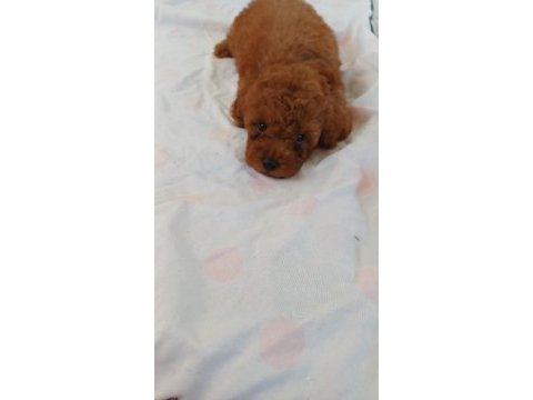 Toy poodle 2 aylık yavrumuz