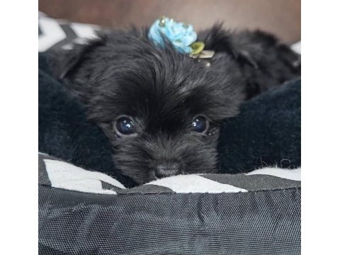 Micro teacup black yorkshire yavruları
