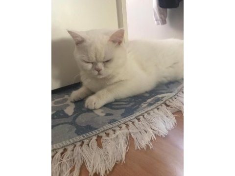 2 yaşında eğitimli terbiyeli british shorthair