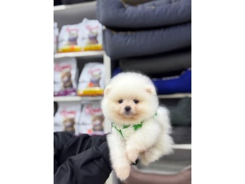 Pomeranian boo yavruları