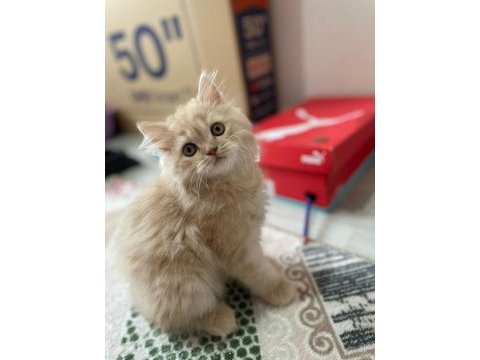 3-4 aylık chinchilla yavrumuza yeni yuva arıyoruz