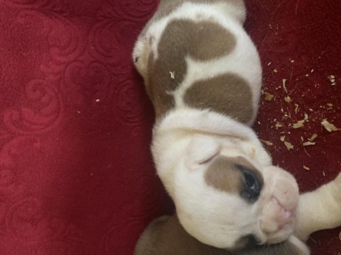 Bulldog erkek ve dişi yavru köpekler