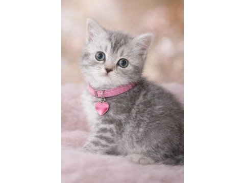 British shorthair 55 günlük