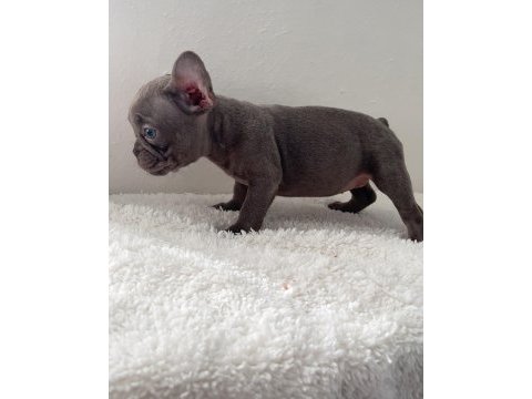 Ev bakımı french bulldog yavrularım