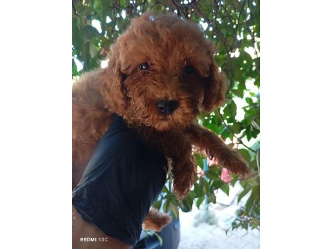 Irk ve sağlık garanti poodle bebeklerimiz