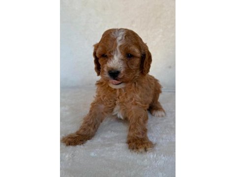 Maltipoo çok sevimli yavrularım