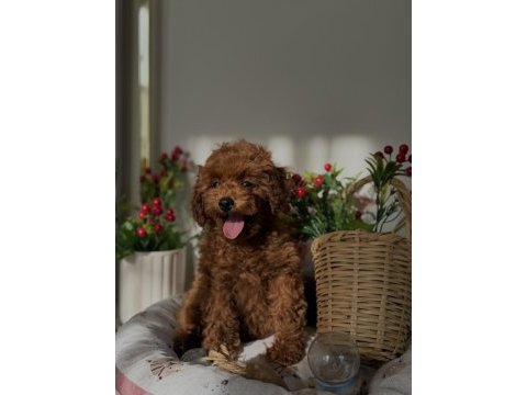 Kore poodle 3 aylık
