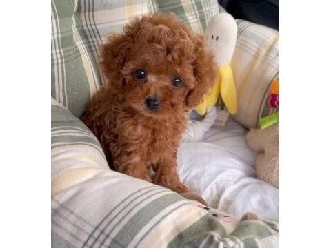 Evin büyük neşesi toy poodle bebekler