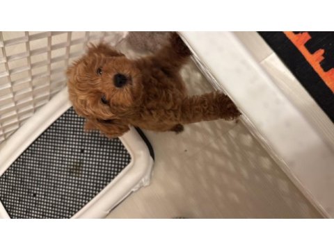 3 aylık toy poodle