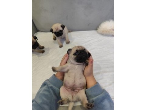 Kaliteli pug mops yavrular