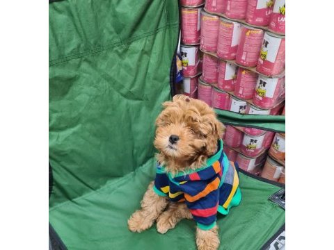 Poodle yavrularımız teslime hazır