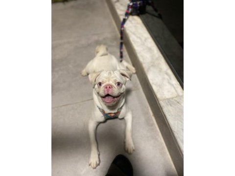 Beyaz albino 6 aylık karneli aşılı pug