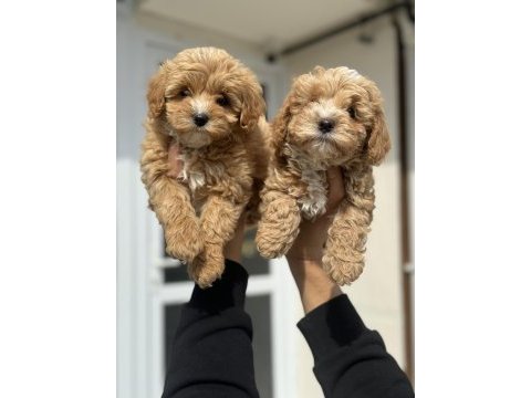 Ankarada ziyarete açık mini maltipoo yavrularımız