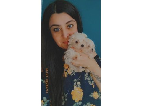 Maltese yavruları