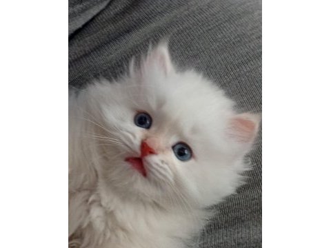 Harika yavrularımız