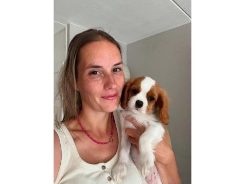 Cavalier king charles yavrularımız