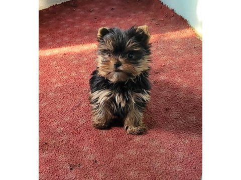 Safkan ırk garantili yorkshire terrier bebekler