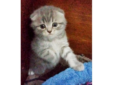 Bı lokma aşk scottish fold