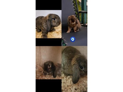 2+1 mini lop tavşanı takım