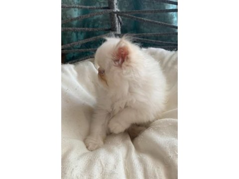 Krem point flat-face minik pofuduk kedimiz