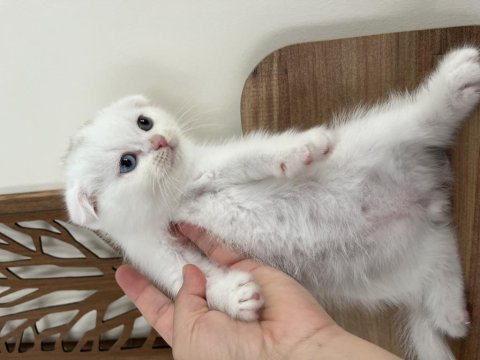 Orjinal ırkta, nadir bulunan bir cins scottish shorthair