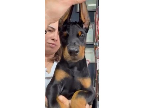 Türkiyeden çıkan dünya standardı doberman yavrular