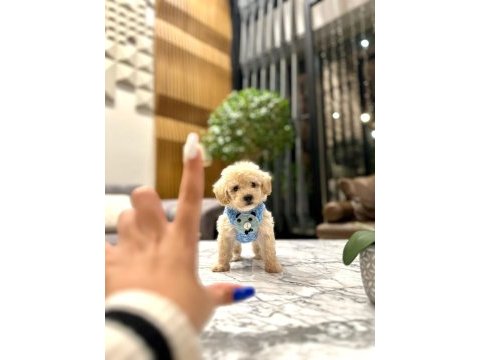 0 boy kore güzeli maltipoo lina