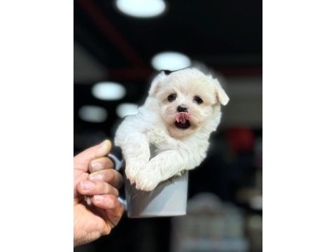 Teacup maltese