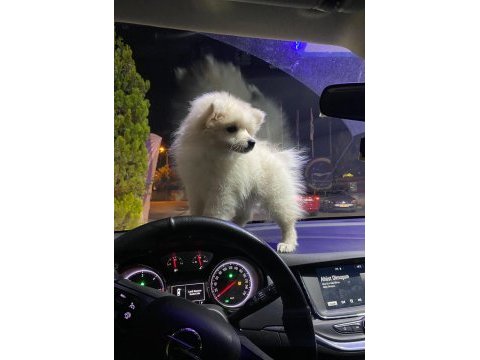 4 aylık dişi pomeranian sahiplendirme