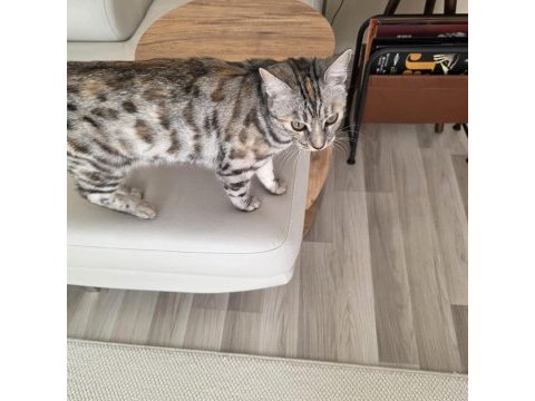 Bengal kedisi