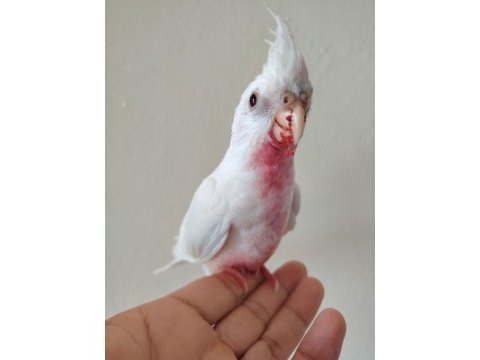 Albino bebek sultan papağanı