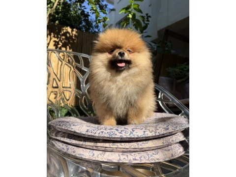 Pomeranian boo ayı surat erkek