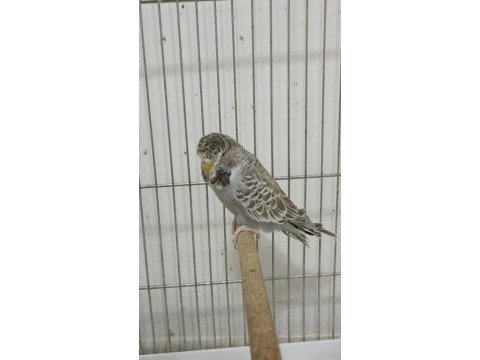 3 aylık şov jumbo muhabbet kuşlar
