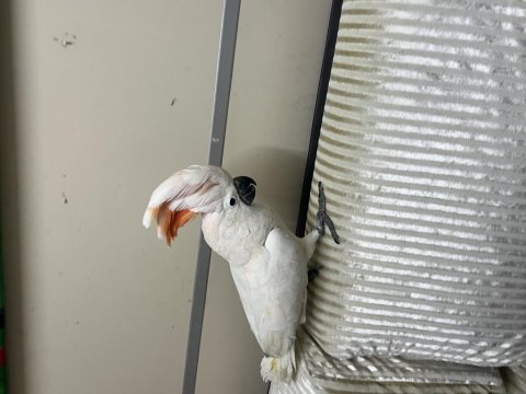 Molucan kakadu papağanı