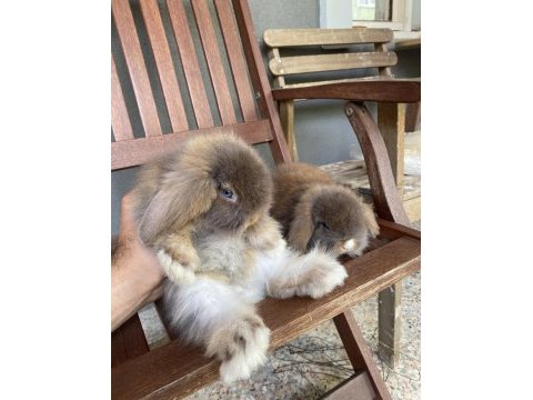Veteriner hekimden hollanda\mini lop tavşanı yavrular