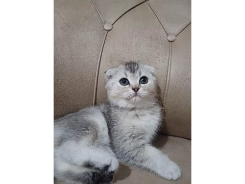 Teslime hazır dişi scottish fold yavrumuz