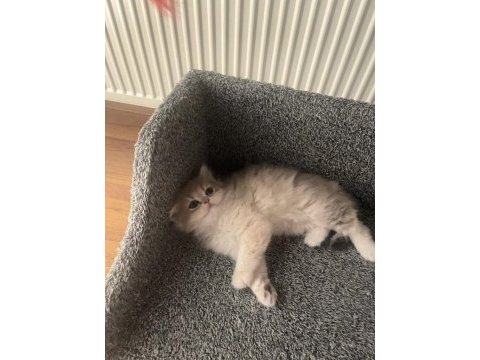 British longhair yavru kedimiz