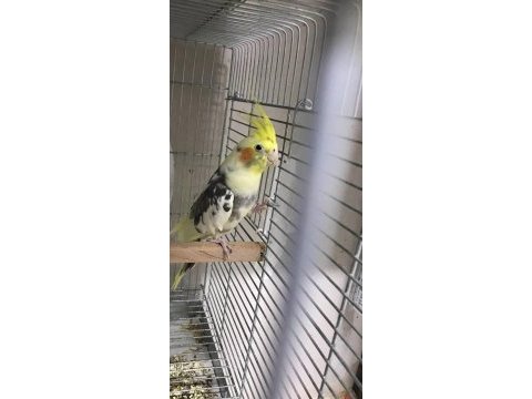 Albino ve pied yetişkin sultan papağanı