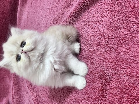 İran persian 40 günlük