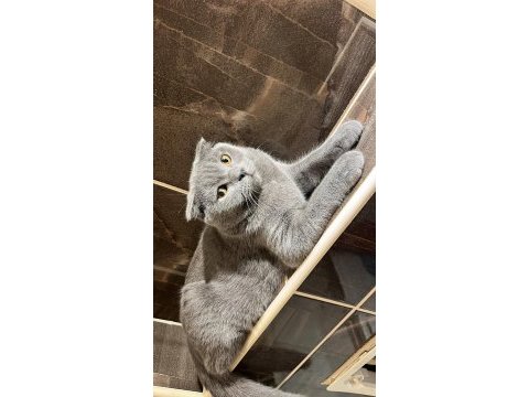 Scottish fold 4 aylık yavrumuz