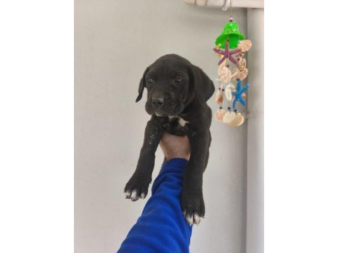 Cane corso yavrular