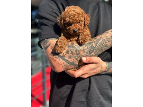 Toy poodle yavrularımız