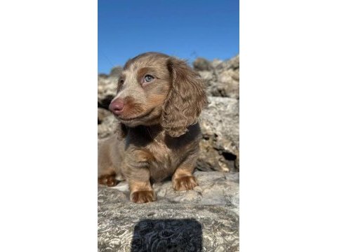 Long hair ısabella dachshund yavrumuz özel renk