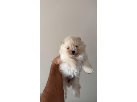 Uygun fiyata yavru pomeranian boo mevcuttur