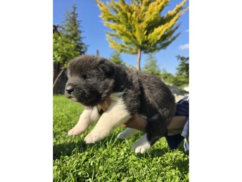 Safkan amerikan akita minikler