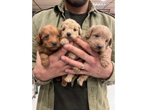 Irk ve sağlık garantili maltipoo yavrular