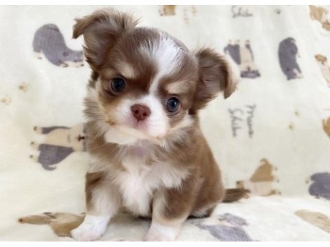 Birbirinden güzel teacup chihuahua yavrularımız