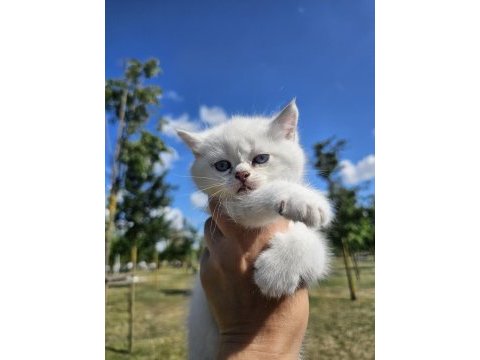 Çok minnoş sevilmeye bayılan bir british shorthair